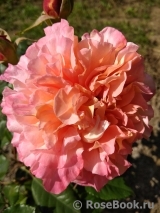 Augusta Luise Augusta Luise