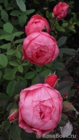 Gartenprinzessin Marie-Jose ® Gartenprinzessin Marie-Jose ®