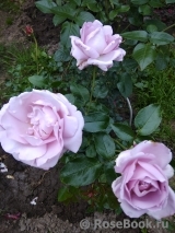La Rose du Petit Prince La Rose du Petit Prince
