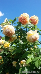 Golden Celebration® Golden Celebration®
