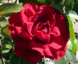 Amadeus Amadeus