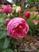 Pomponella Pomponella