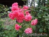Rosarium Uetersen Rosarium Uetersen