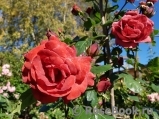 Terracotta ® Terracotta ®