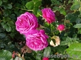 Heidi Klum Rose Heidi Klum Rose