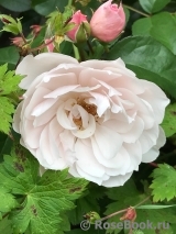 Generous Gardener, The Generous Gardener, The