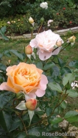 Sangerhauser Jubilaumsrose Sangerhauser Jubilaumsrose