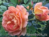 Lady of Shalott Lady of Shalott
