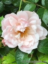 Generous Gardener, The Generous Gardener, The