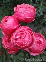 Gartenprinzessin Marie-Jose ® Gartenprinzessin Marie-Jose ®
