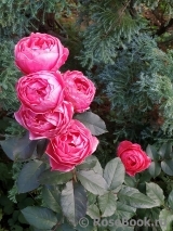 Gartenprinzessin Marie-Jose ® Gartenprinzessin Marie-Jose ®