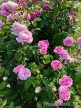 Gertrude Jekyll Gertrude Jekyll
