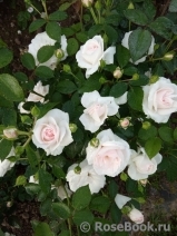 Aspirin Rose Aspirin Rose
