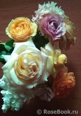 COMPOSITION COMPOSITION