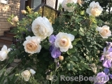 Crocus Rose® Crocus Rose®