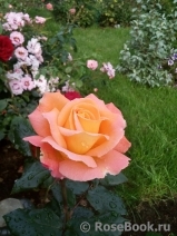Rosemary Harkness Rosemary Harkness