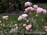 Johann Strauss Johann Strauss