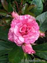 Pink Flash Pink Flash