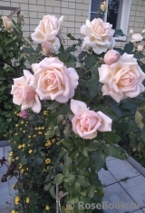 Chandos Beauty Chandos Beauty