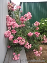 Pomponella Pomponella