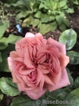 Stefanie´s Rose Stefanie´s Rose