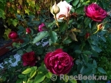 Darcey Bussell Darcey Bussell