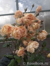 Crown Princess Margareta® Crown Princess Margareta®