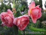 Pink Lady of Shalott Pink Lady of Shalott