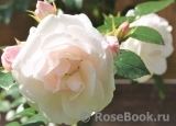 Aspirin Rose Aspirin Rose