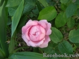 Mary Rose Mary Rose
