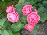 Gartenprinzessin Marie-Jose ® Gartenprinzessin Marie-Jose ®