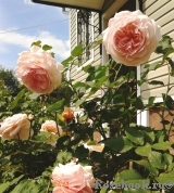 A Shropshire Lad A Shropshire Lad