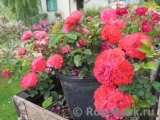 Coral Drift ® Coral Drift ®