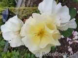 Scented Garden