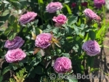 Lavender Ice Lavender Ice