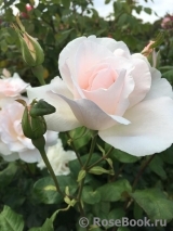 Johann Strauss Johann Strauss