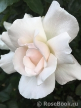 Johann Strauss Johann Strauss