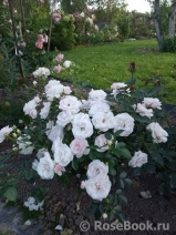 Aspirin Rose Aspirin Rose