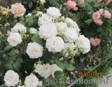 Great North Eastern Rose Great North Eastern Rose
