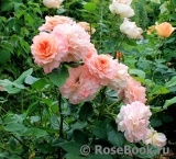 Augusta Luise Augusta Luise