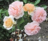 Sangerhauser Jubilaumsrose Sangerhauser Jubilaumsrose