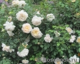 Crocus Rose® Crocus Rose®