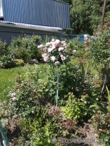 Morden Blush Morden Blush