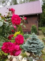 Florentina - Florentina -