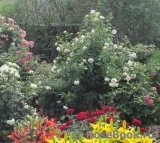 Crocus Rose® Crocus Rose®