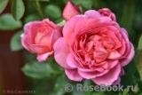 Pink Lady of Shalott Pink Lady of Shalott