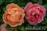 Pink Lady of Shalott Pink Lady of Shalott
