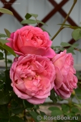 Pink Lady of Shalott Pink Lady of Shalott