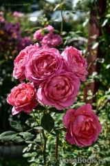 Pink Lady of Shalott Pink Lady of Shalott