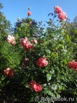 Pink Lady of Shalott Pink Lady of Shalott
